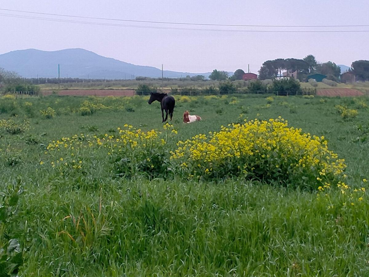 Agriturismo Lungo Albegna Manciano Dış mekan fotoğraf